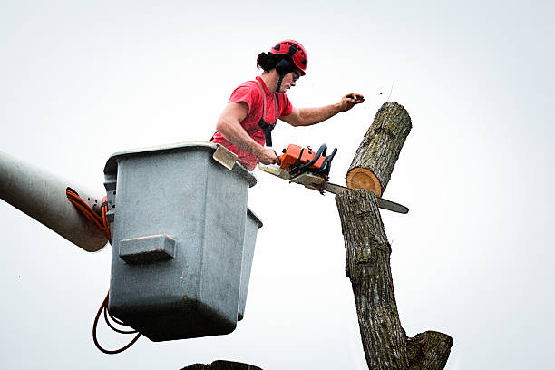 How Our Tree Care Process Works  in  Elwood, IN