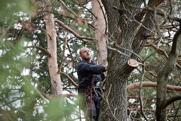 Best Tree Removal  in Elwood, IN